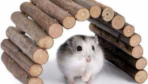 Top 9 menších hlodavcov