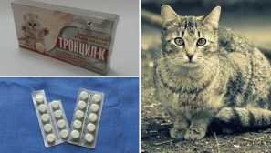 Troncile k pre mačky: dávkovacia forma, terapeutický účinok