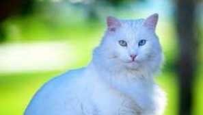 Turkish angora: popis plemena cat