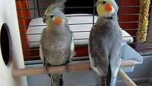 Starostlivosť a údržba Parrot Corelly doma