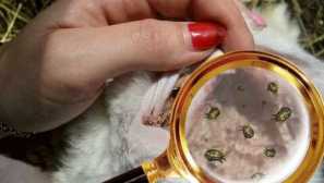 Vlastné kliešte v opise králikov, príznaky, liečba