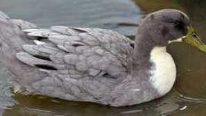 Modrá obľúbená kačica: popis plemena