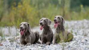 Weimaran: popis plemena, charakter, školenie, obsah a starostlivosť