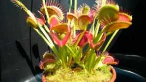 Venuša flytrap