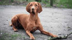 Maďarský právny (lemovaný) - ryšavý aristokrat s bohatou minulosťou