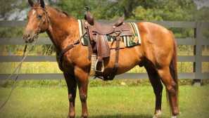 Western Horse Jazda - Kôň Cowboys, výber fotografií