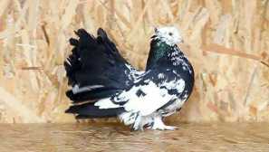 Druhy štattačných holubov