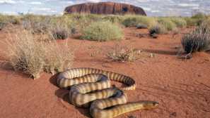 Typy hadov: charakteristiky a štruktúra, životný štýl
