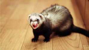 Exteriér pet priatelia a ferret fotky