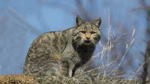 Vzhľad a zvyky lesnej mačky