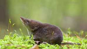 Voda carter, alebo počítať