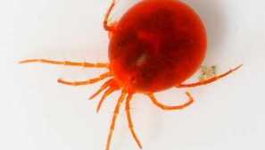 Opis kliešťov, typy, biotopy, nebezpečenstvo, efektívne metódy boja