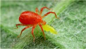 Vodné pavúky: zobrazenia, recenzie, popis, foto