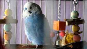 Snickers tenisky umelecky usporiadané jedlo