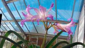 Šľachty nubbley | Svet zvierat a rastlín