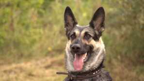 Východoeurópsky pastier