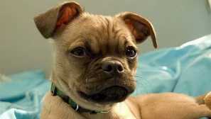 Plemená psov podobné mopsu