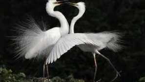 Všetko o bielych volaniach: čo to je, tento pôvabný vták?