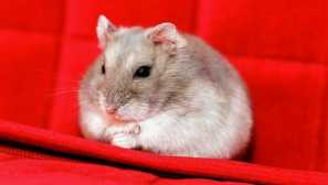 Všetko o tehotných škrečkov