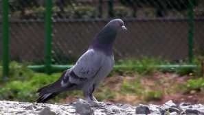 Všetko o holuboch: vedľa človeka a vo voľnej prírode