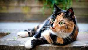 Všetko o mačkách-metisas: pros a nevýhody prekážok plemien, znakov, zvykov a obsahu