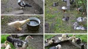 Všetko o chove a údržbe kačíc doma