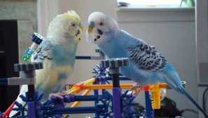 Výber hračiek pre vlnitý papagáj