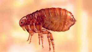 Vyjadrite nezodpovedných hostí alebo ako rýchlo sa zbaviť blchy v dome alebo apartmáne