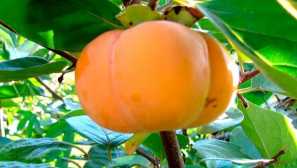 Rastúce persimmon kosti