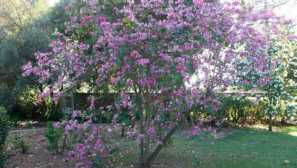 Pestovanie stromov orchideí doma