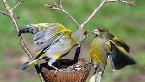 Greenfish je obyčajný