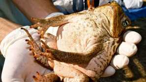 Toad aha (reed toad)