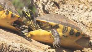 Žlto -bellied posuvník