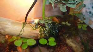 Zherlyanka: popis, obsah, zimovanie, foto, video.