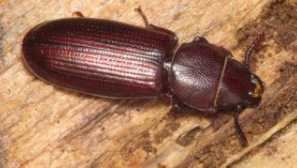 Chyby útočia na kuchyňu: držať obranu a ísť do ofenzívy