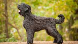 Aké plemená psov sú odvodené v Rusku