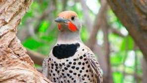 Zlatý nehnuteľnosť