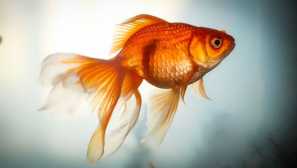 Goldfish môže byť vyškolený - video