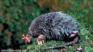 Hviezdy, alebo hviezdy